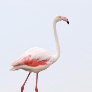 Greater Flamingo