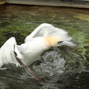 Northern Gannet