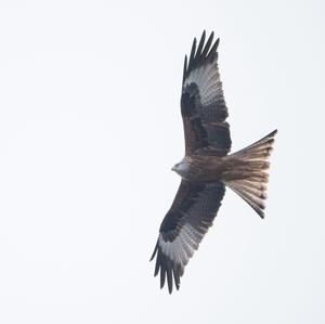 Red Kite