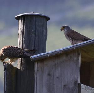 Common Kestrel