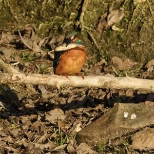 Common Kingfisher