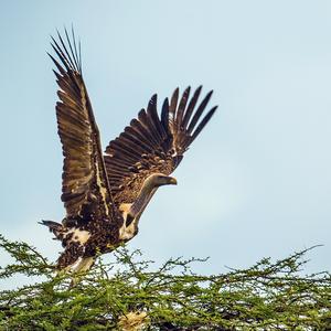 Cinereous Vulture