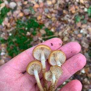 Changing Pholiota