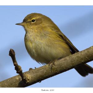 Common Chiffchaff