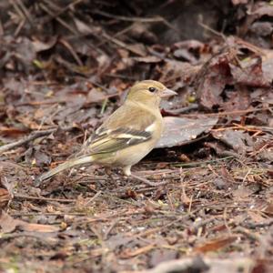 Eurasian Chaffinch