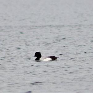 Greater Scaup