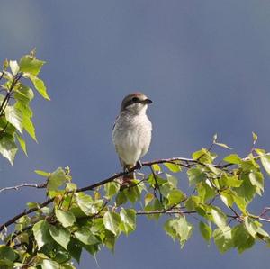 Red-backed Shrike