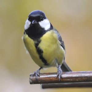 Great Tit