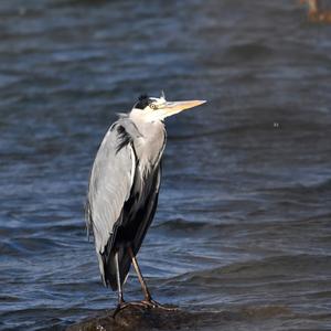 Grey Heron