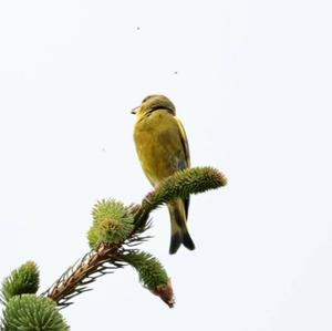 European Greenfinch