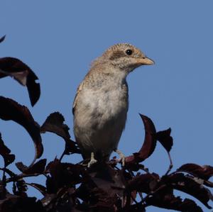 Red-backed Shrike