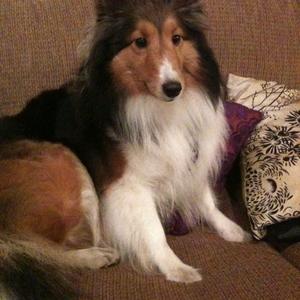 Shetland Sheepdog