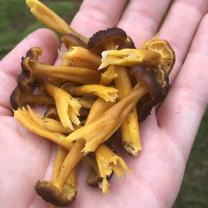 Trumpet Chanterelle