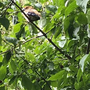 Hawfinch