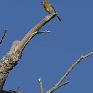 European Robin