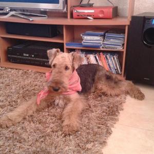 Airedale Terrier