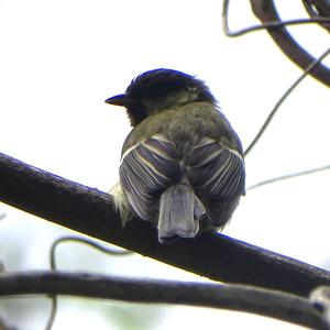 Great Tit