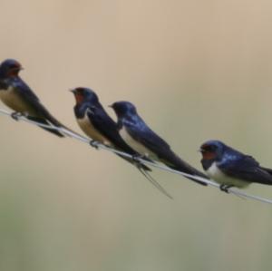 Barn Swallow