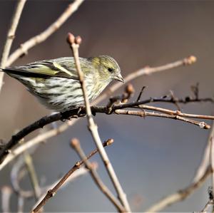 Eurasian Siskin