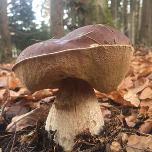 King Bolete