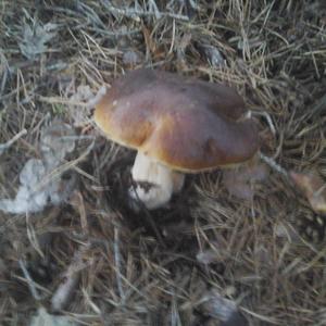 King Bolete