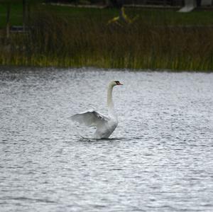 Mute Swan