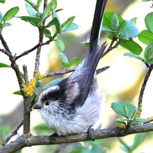 Long-tailed Tit