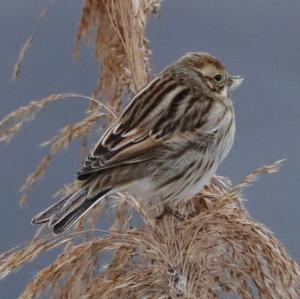 Reed Bunting