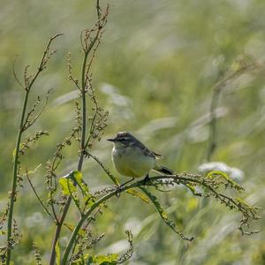 Yellow Wagtail