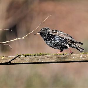 Common Starling