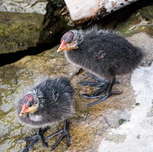 Common Coot