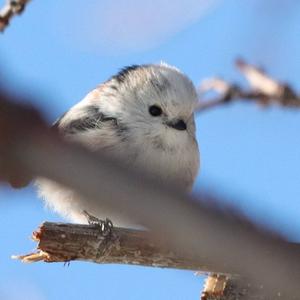 Long-tailed Tit