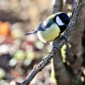 Great Tit