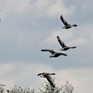 Greylag Goose