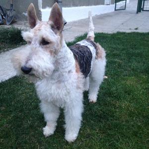 Foxterrier (Drahthaar)