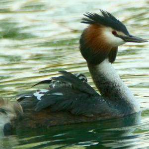 Great Crested Grebe