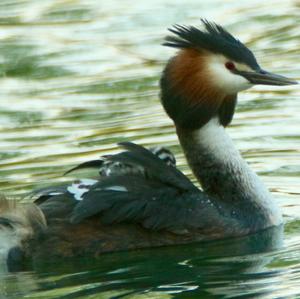 Great Crested Grebe