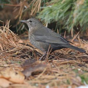 Eurasian Blackbird