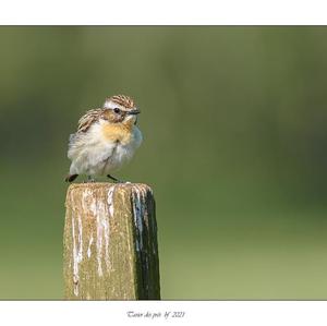 Whinchat