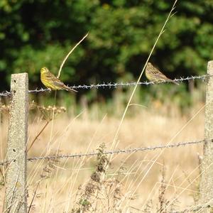 Yellowhammer