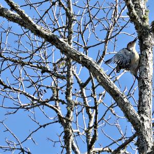 Red-bellied Woodpecker