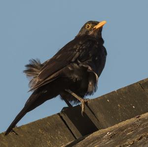 Eurasian Blackbird