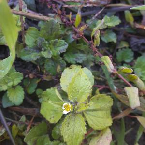 Kleinblütiges Knopfkraut