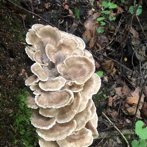 Black-staining Polypore