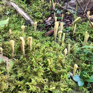 Pestle-shaped Coral