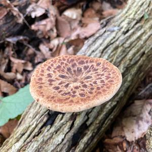 Dryad`s Saddle