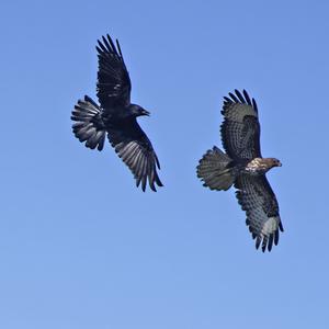 Mäusebussard