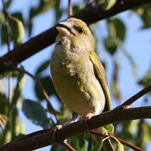 European Greenfinch