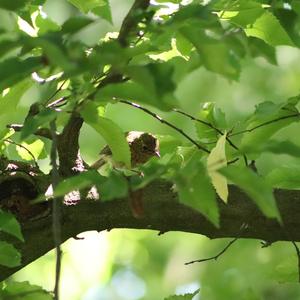 European Robin