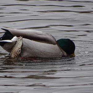 Mallard